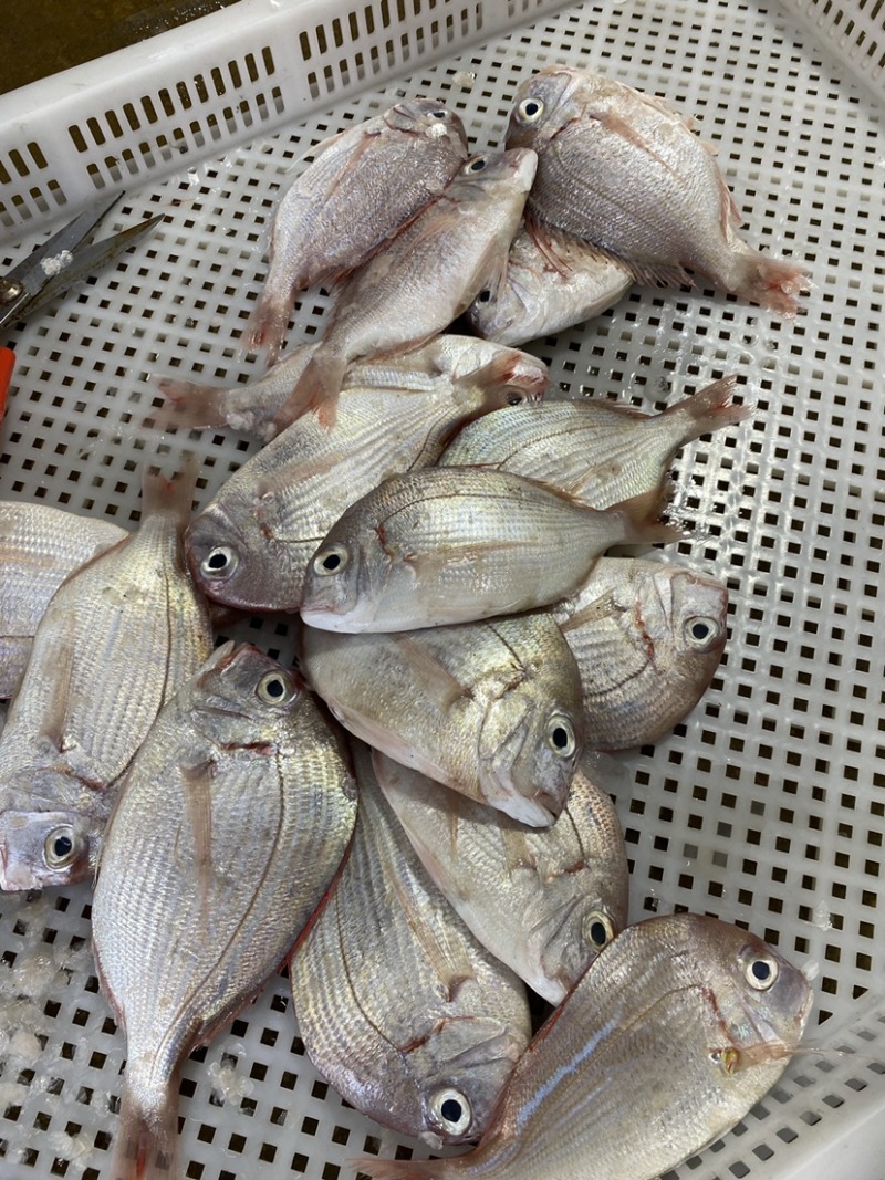 冰鲜海鱼真鲷鱼北海真绸鱼