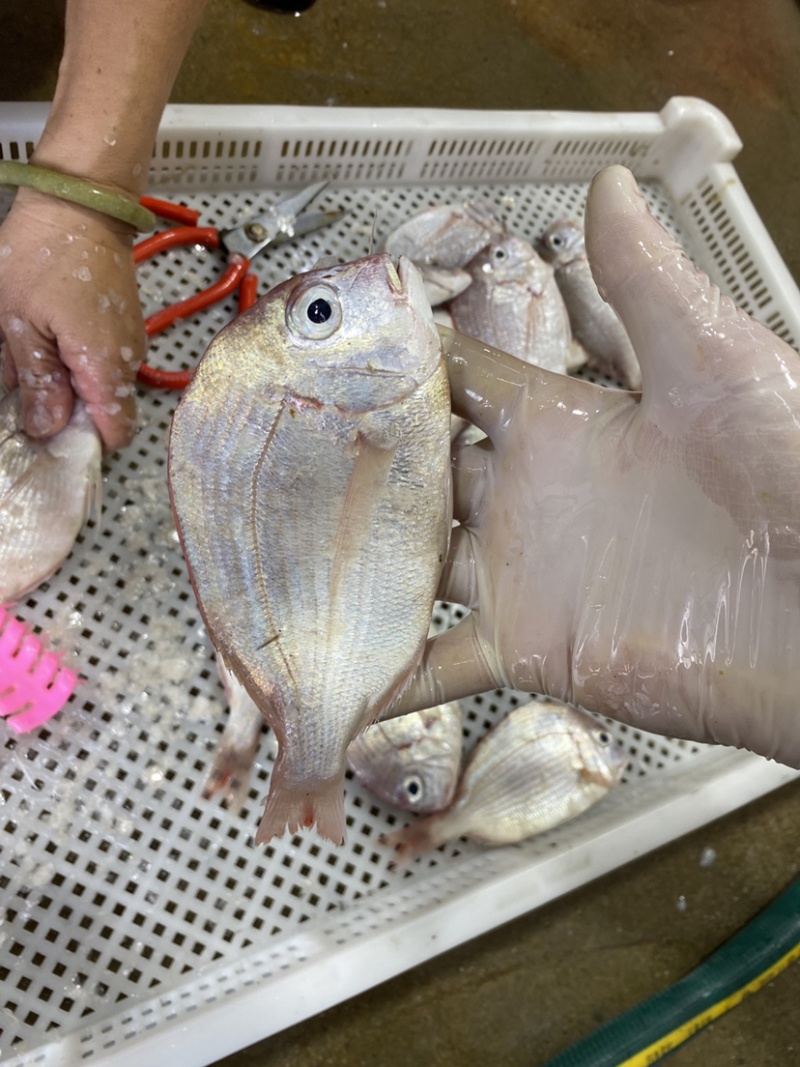 冰鲜海鱼真鲷鱼北海真绸鱼