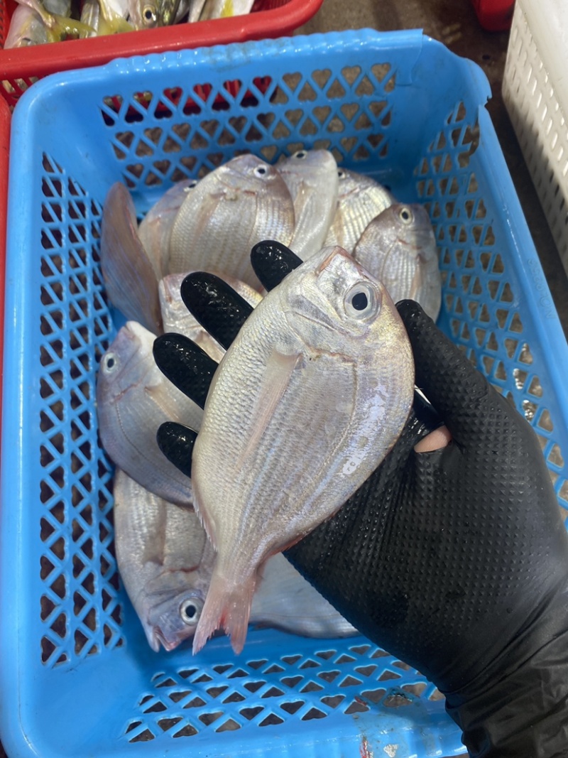 冰鲜海鱼真鲷鱼北海真绸鱼
