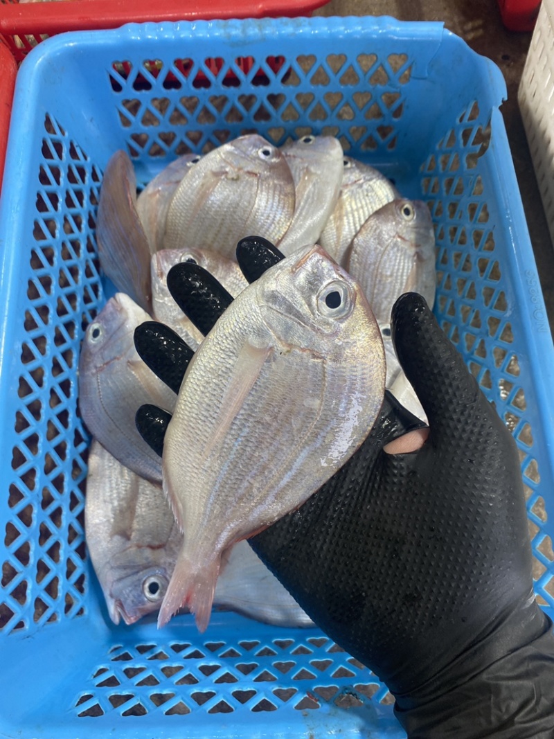 冰鲜海鱼真鲷鱼北海真绸鱼