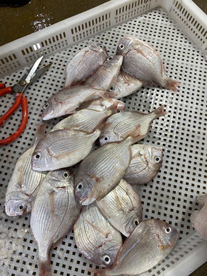 冰鲜海鱼真鲷鱼北海真绸鱼