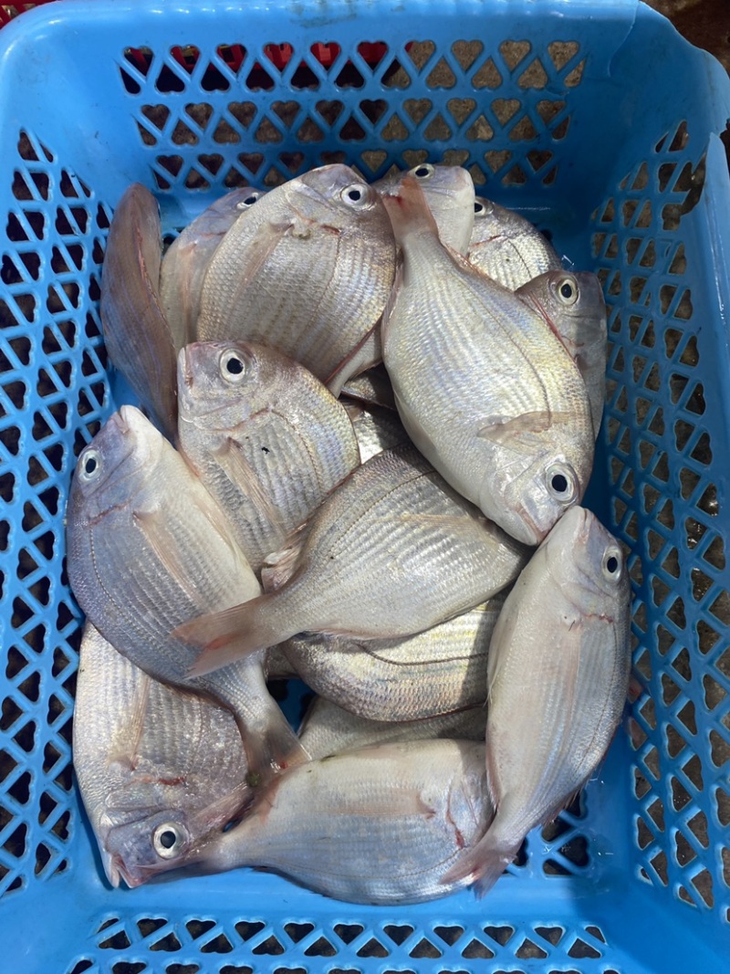 冰鲜海鱼真鲷鱼北海真绸鱼