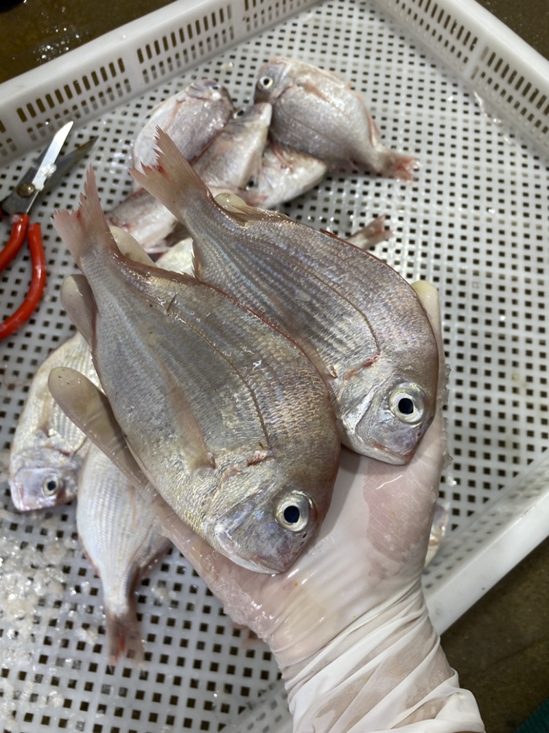 冰鲜海鱼真鲷鱼北海真绸鱼
