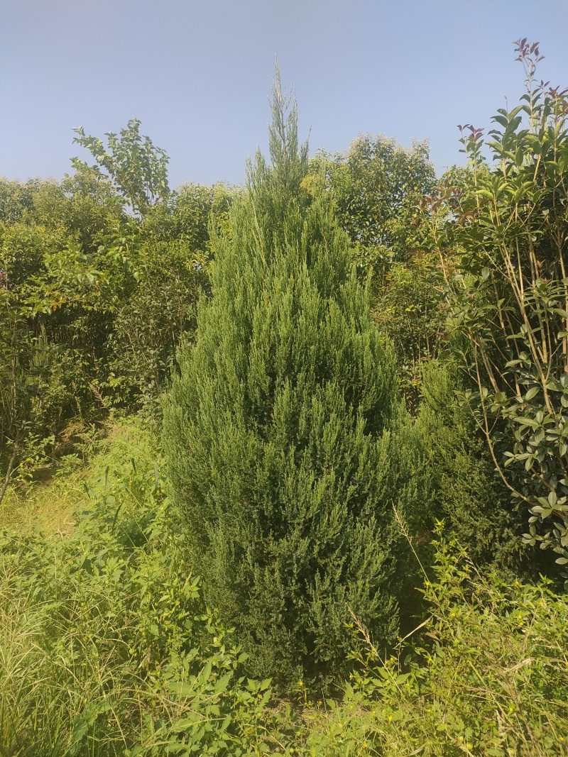 柏树松柏笔柏龙柏圆柏树桧柏北京桧柏