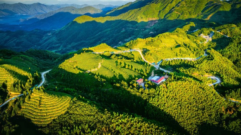 江西青钱柳茶茶叶一件可发产地货源品质保证