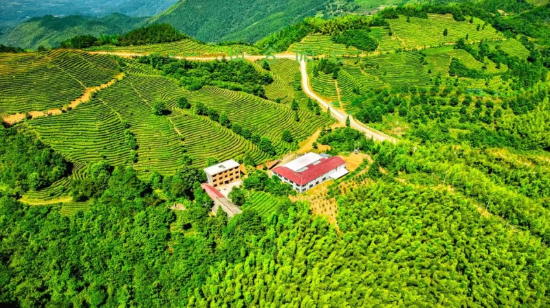 江西青钱柳茶茶叶一件可发产地货源品质保证