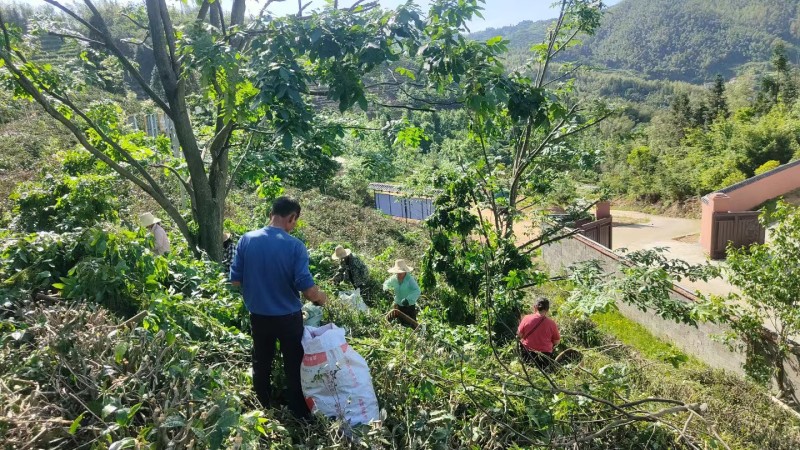 江西青钱柳茶茶叶一件可发产地货源品质保证