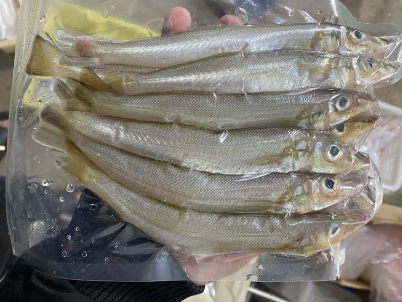 沙丁鱼沙尖鱼沙钻鱼沙春鱼多春鱼冰鲜海鱼北海海鲜