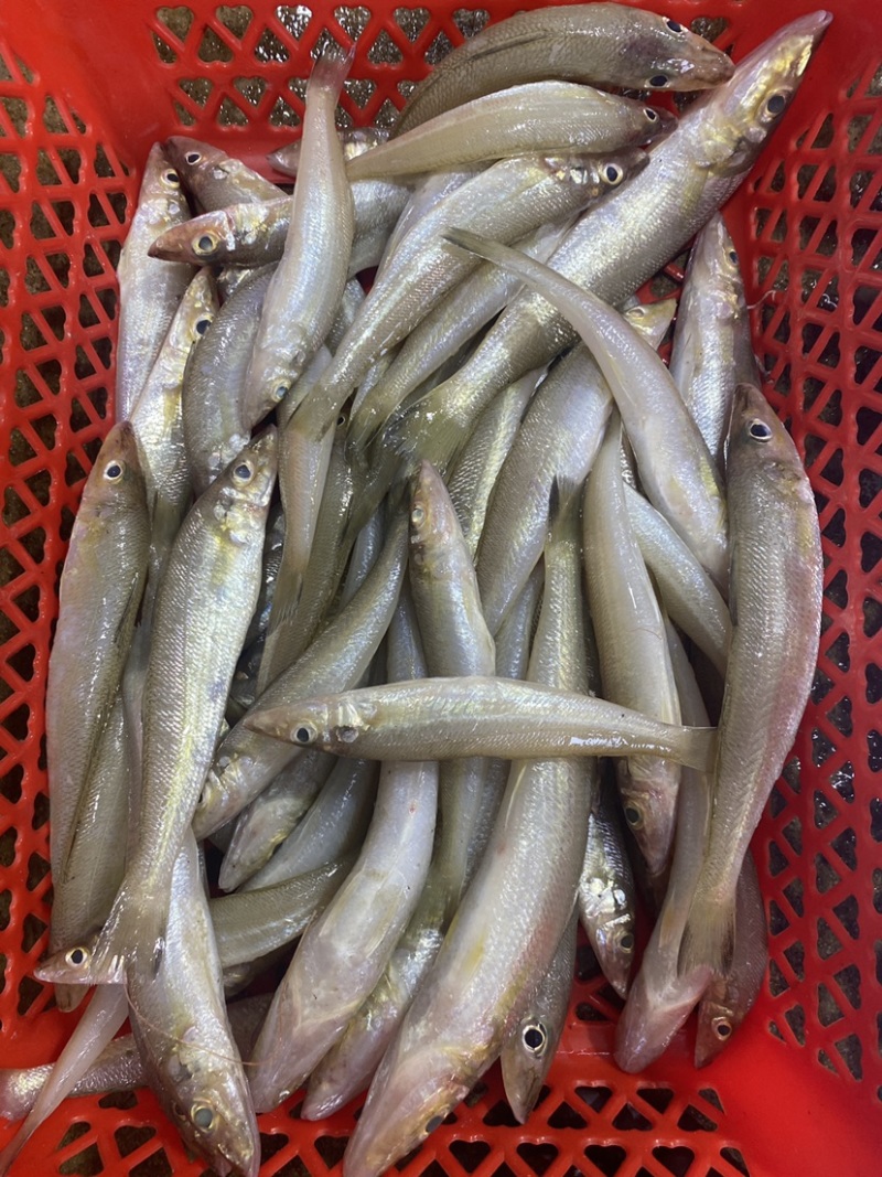 沙丁鱼沙尖鱼沙钻鱼沙春鱼多春鱼冰鲜海鱼北海海鲜