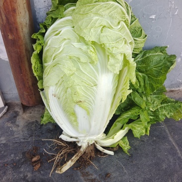 白菜