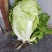 白菜