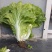 白菜