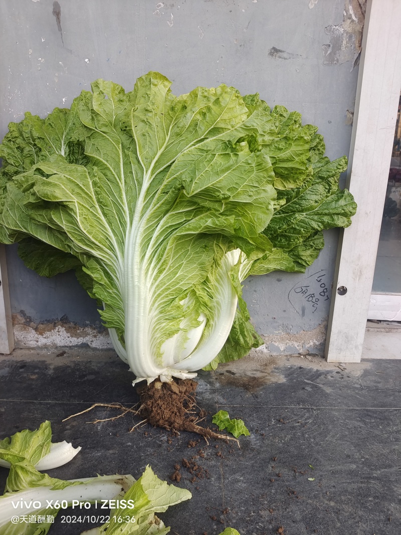 白菜
