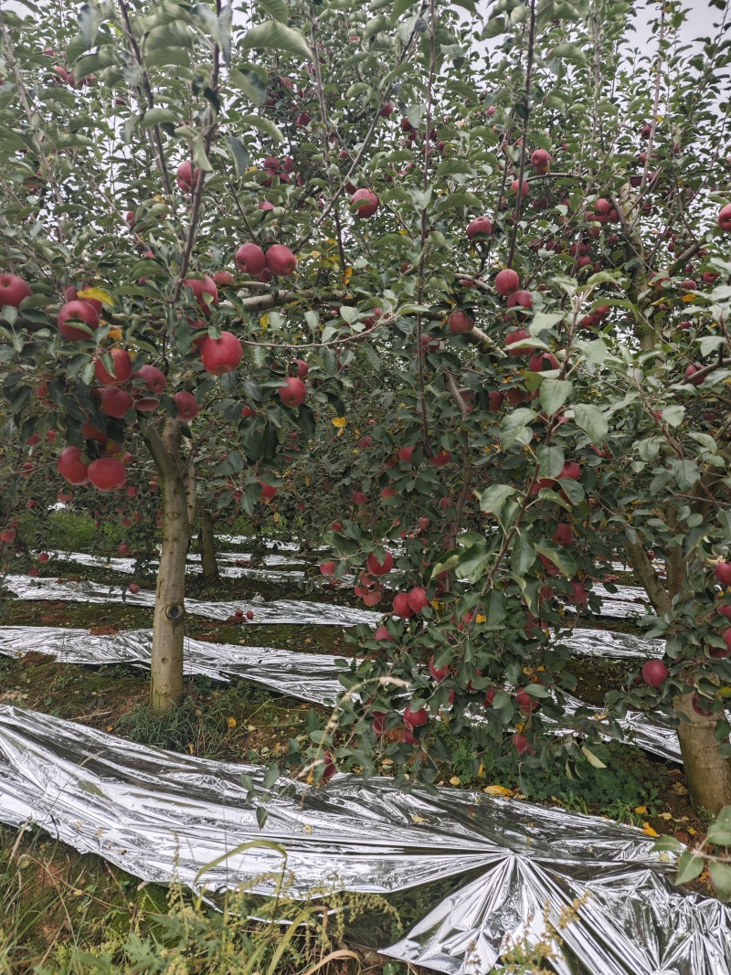 昭通糖心丑苹果产地直发一手货源