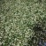 槐花洋槐花野菜产地货源量大质优价格可谈可视频