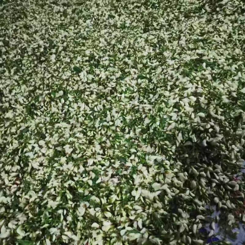 槐花洋槐花野菜产地货源量大质优价格可谈可视频