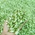 槐花洋槐花野菜产地货源量大质优价格可谈可视频