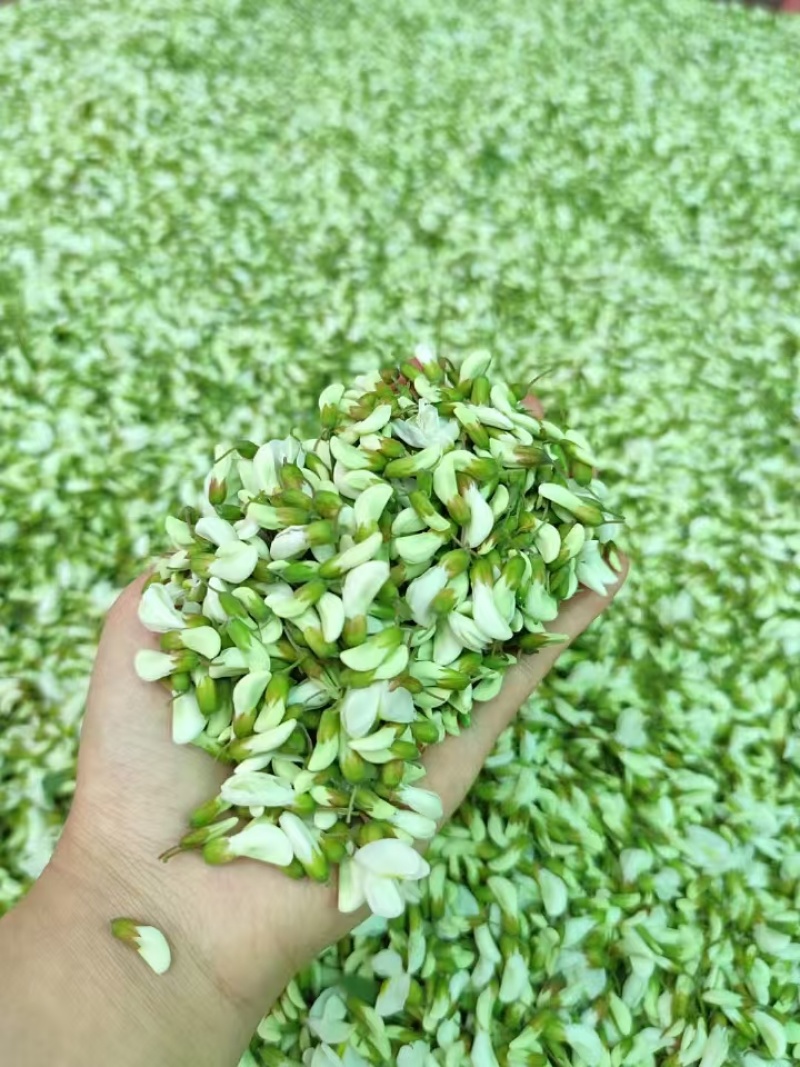 槐花洋槐花野菜产地货源量大质优价格可谈可视频