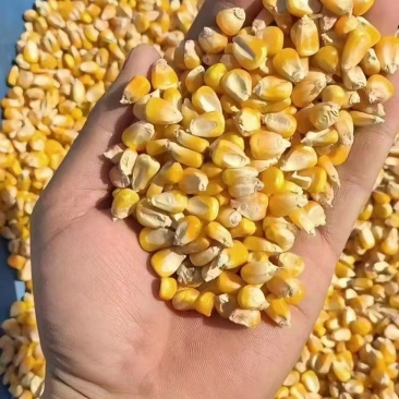 三等玉米1850一吨，50万吨
