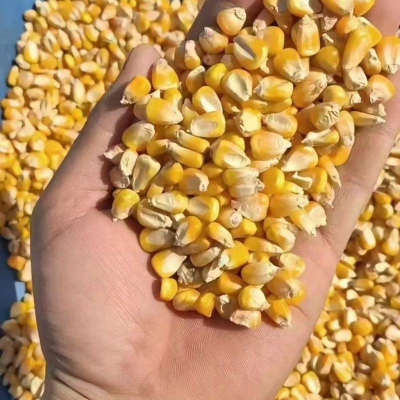 三等玉米1850一吨，50万吨