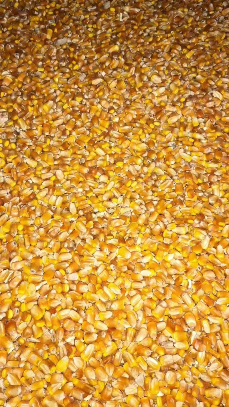 三等玉米1850一吨，50万吨