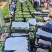 青芒生芒四季芒