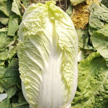 娃娃菜