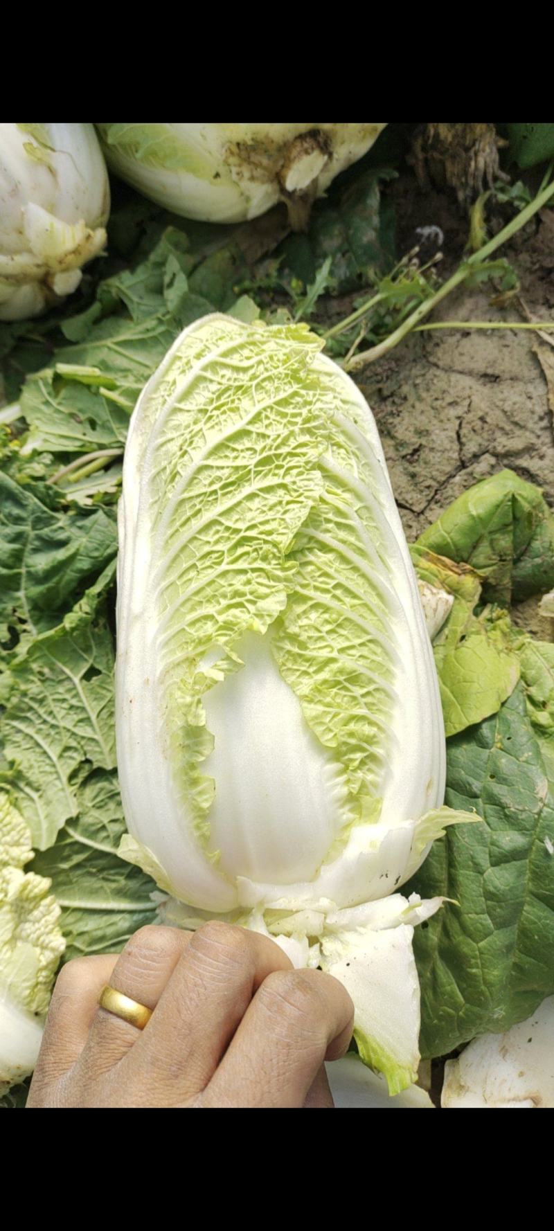 娃娃菜