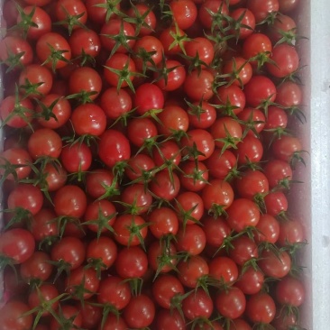 海南陵水千禧圣女果