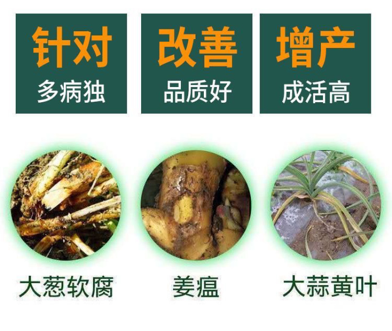葱姜蒜韭菜干尖灵增产小葱大蒜苗大葱干尖黄叶弯钩香葱叶面肥