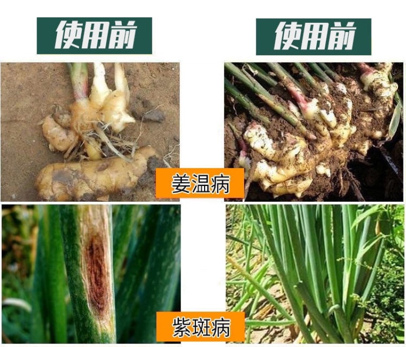 葱姜蒜韭菜干尖灵增产小葱大蒜苗大葱干尖黄叶弯钩香葱叶面肥