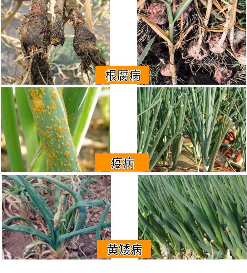 葱姜蒜韭菜干尖灵增产小葱大蒜苗大葱干尖黄叶弯钩香葱叶面肥
