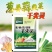 葱姜蒜韭菜干尖灵增产小葱大蒜苗大葱干尖黄叶弯钩香葱叶面肥