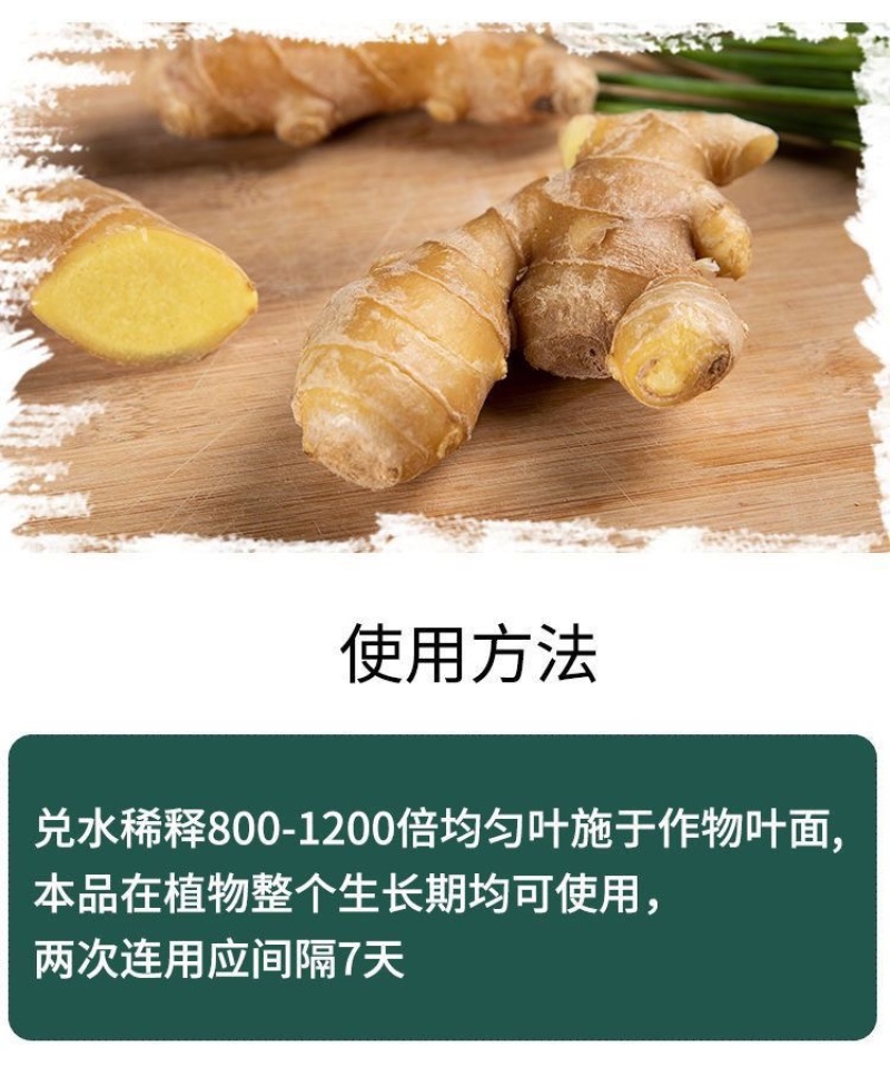 葱姜蒜韭菜干尖灵增产小葱大蒜苗大葱干尖黄叶弯钩香葱叶面肥