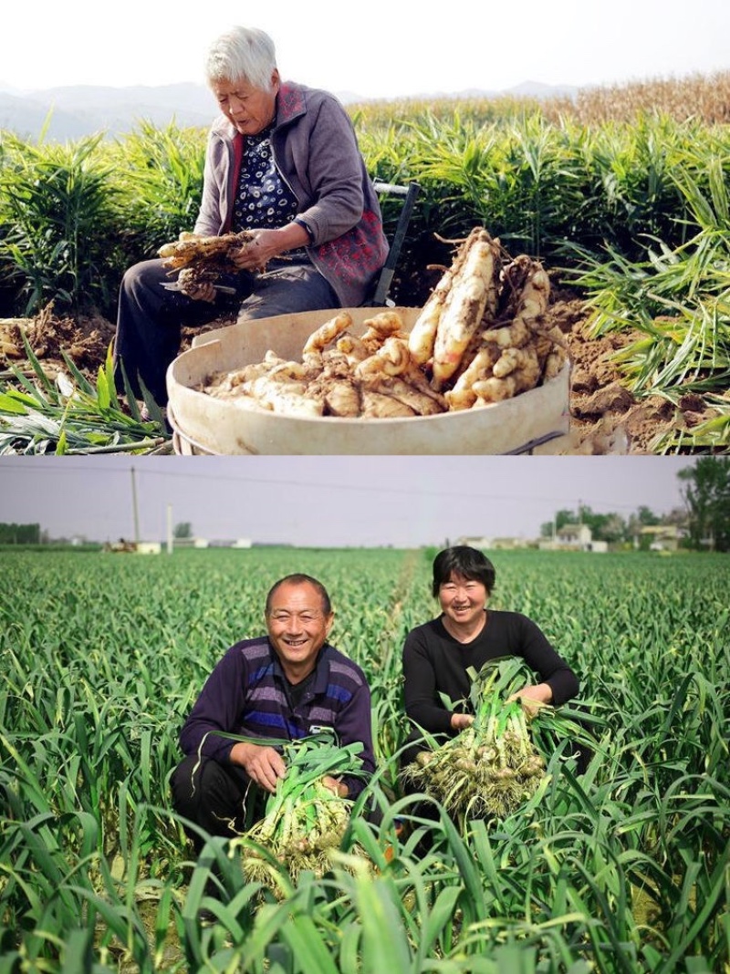 葱姜蒜韭菜干尖灵增产小葱大蒜苗大葱干尖黄叶弯钩香葱叶面肥