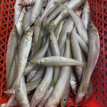 沙丁鱼沙尖鱼沙钻鱼沙春鱼多春鱼冰鲜海鱼北海海鲜