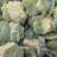 【精品花菜】河南安阳白面白梗松花菜新鲜上市，量大现货