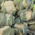 【精品花菜】河南安阳白面白梗松花菜新鲜上市，量大现货