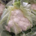 【精品花菜】河南安阳白面白梗松花菜新鲜上市，量大现货