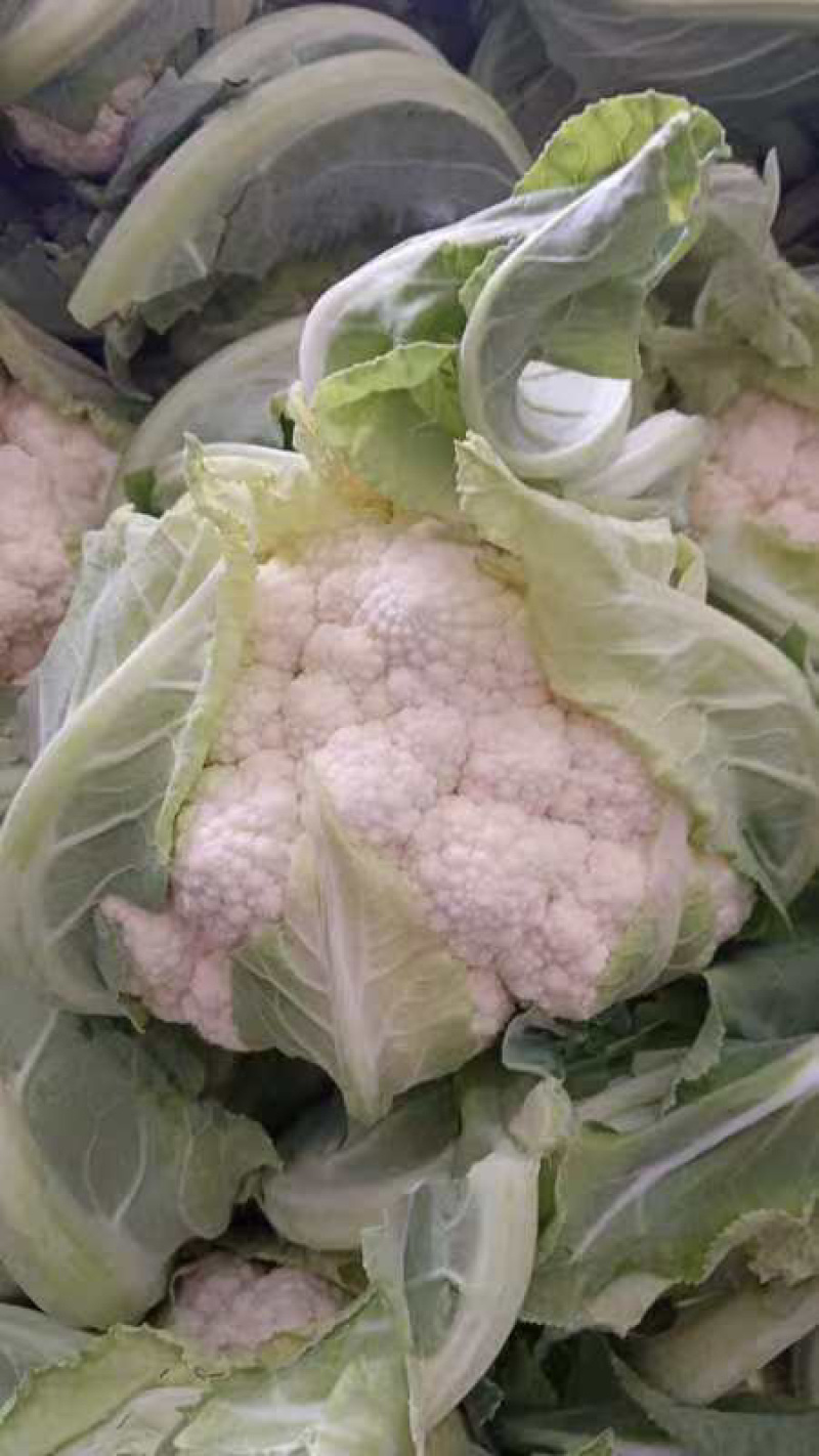 【精品花菜】河南安阳白面白梗松花菜新鲜上市，量大现货