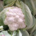 【精品花菜】河南安阳白面白梗松花菜新鲜上市，量大现货