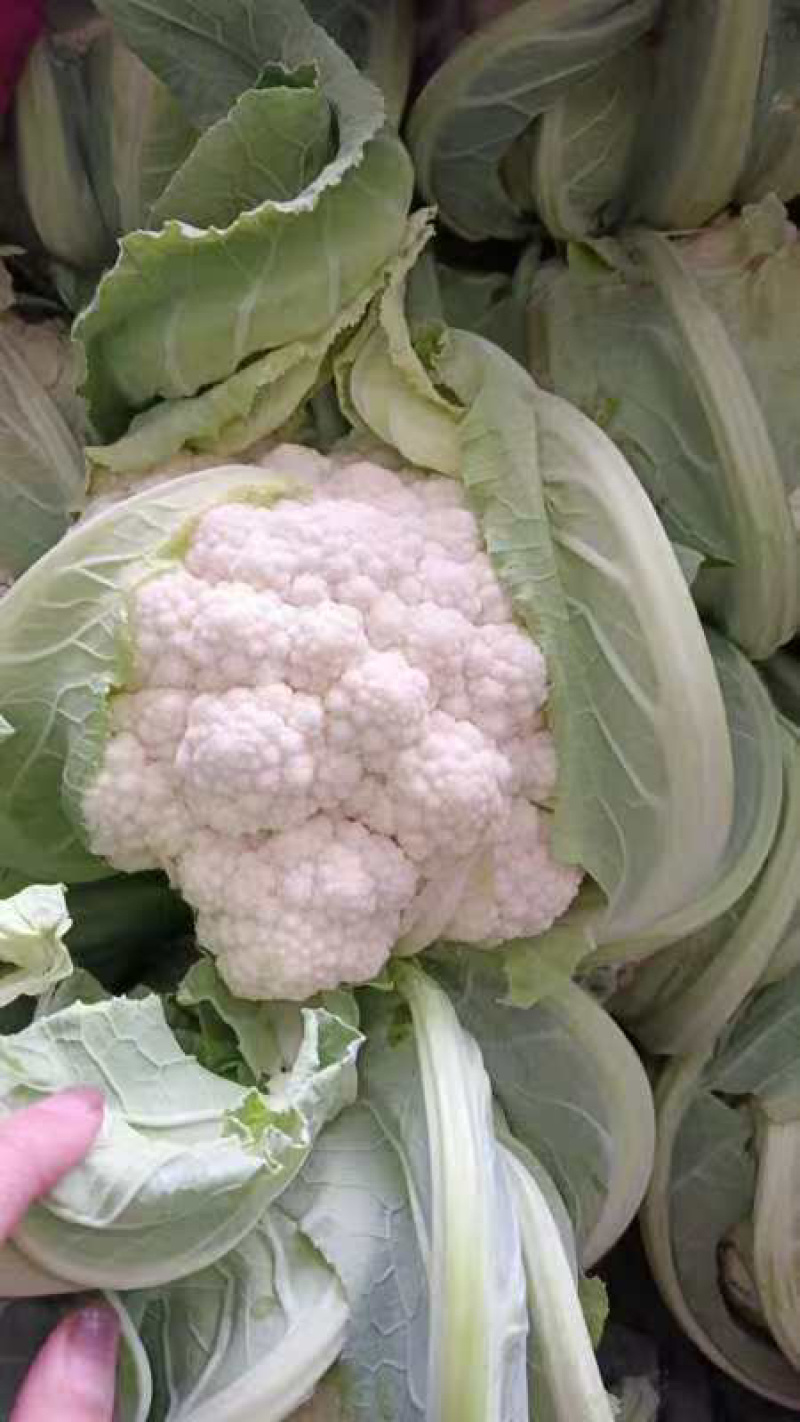 【精品花菜】河南安阳白面白梗松花菜新鲜上市，量大现货