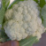 【精品花菜】河南安阳白面白梗松花菜新鲜上市，量大现货
