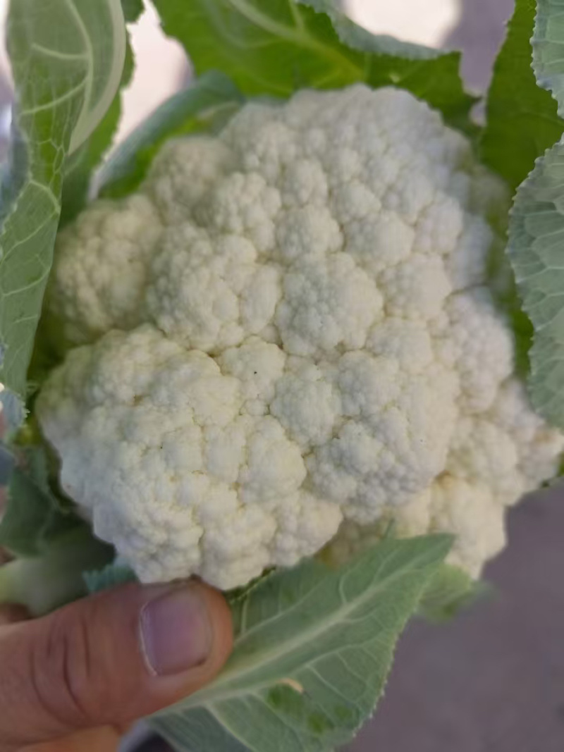 【精品花菜】河南安阳白面白梗松花菜新鲜上市，量大现货