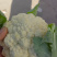 【精品花菜】河南安阳白面白梗松花菜新鲜上市，量大现货