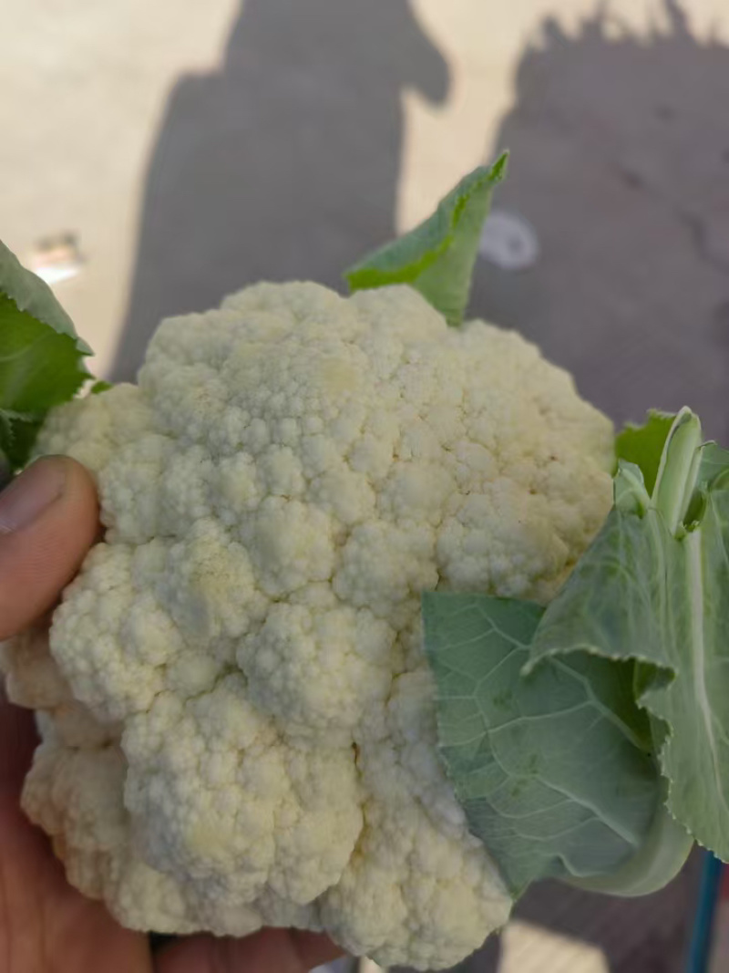 【精品花菜】河南安阳白面白梗松花菜新鲜上市，量大现货