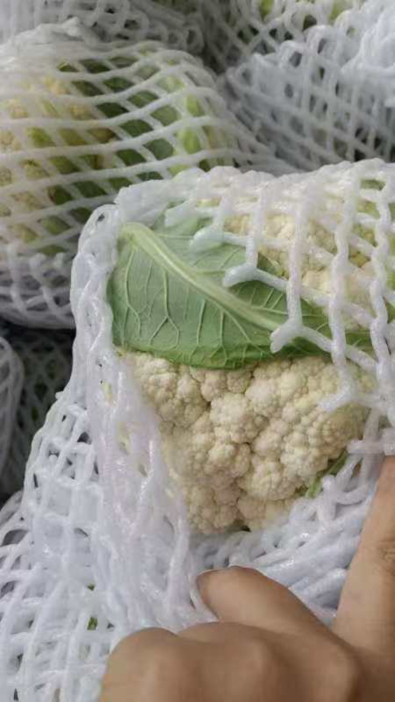 【精品花菜】河南安阳白面白梗松花菜新鲜上市，量大现货