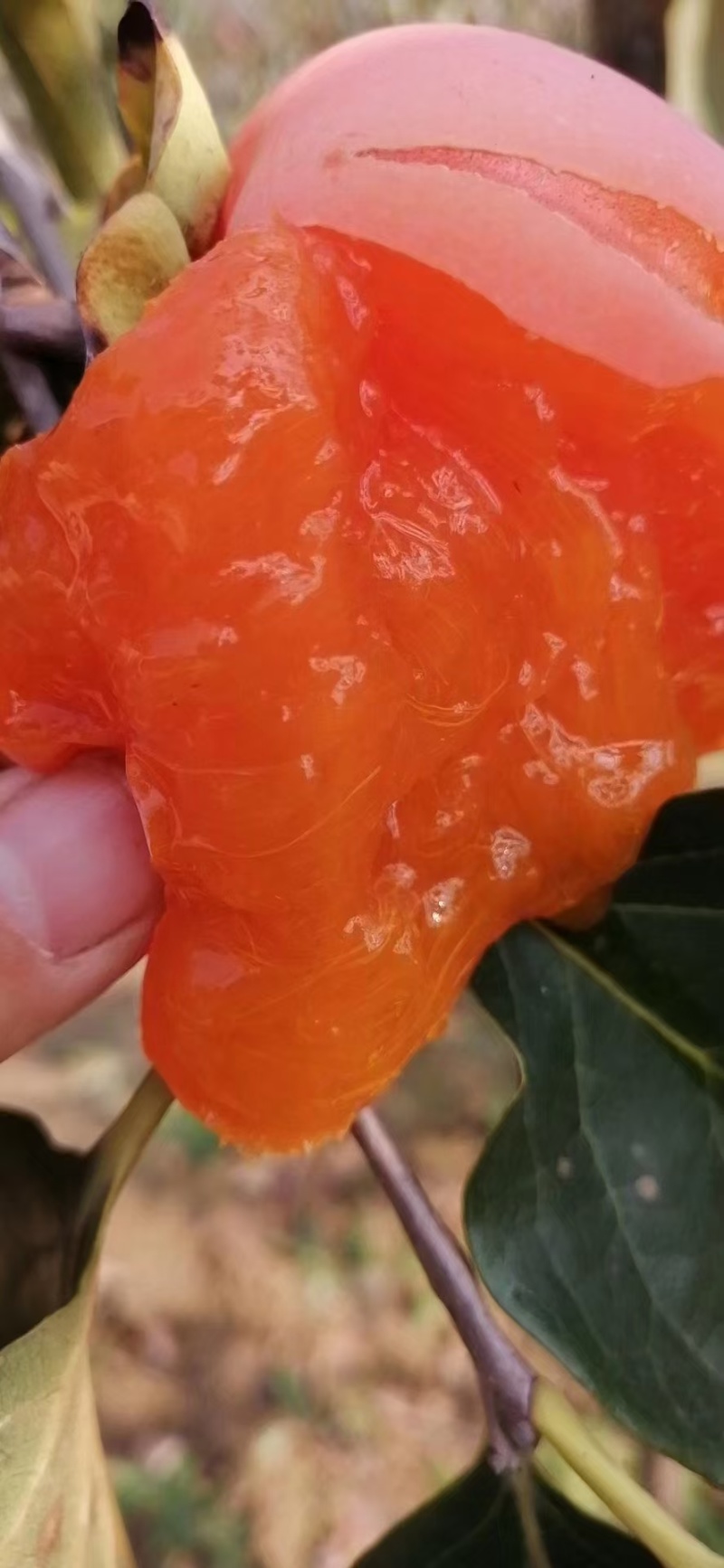 柿饼