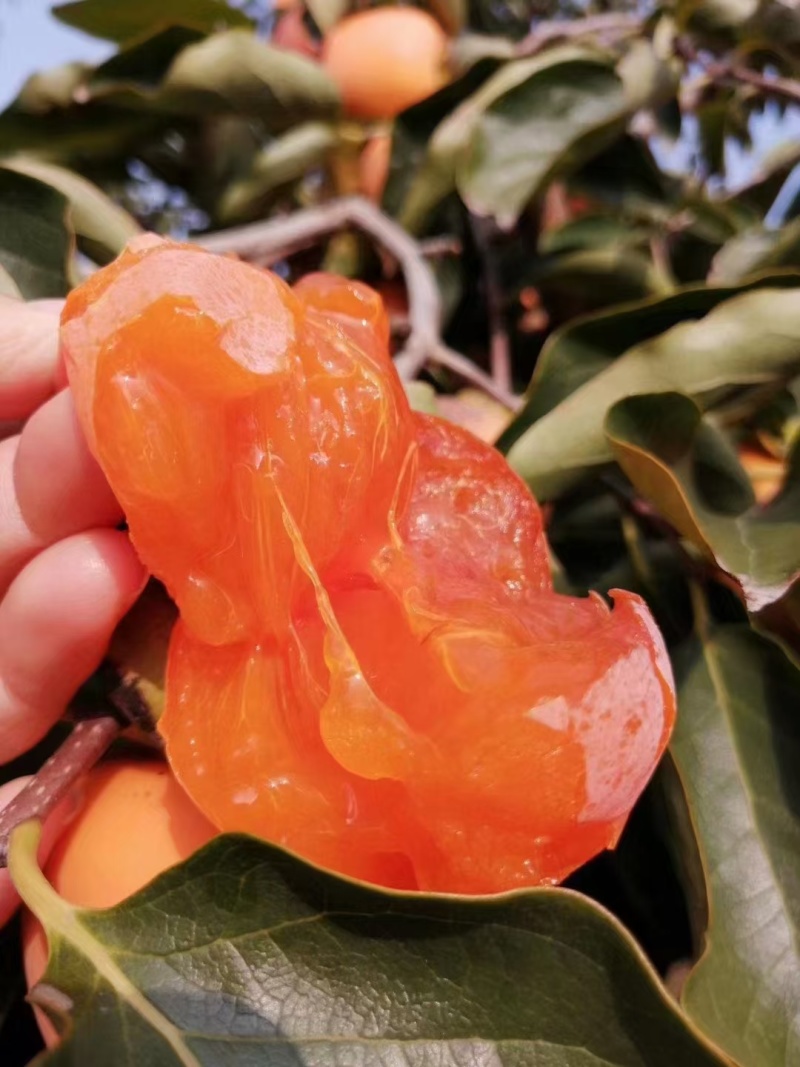 柿饼