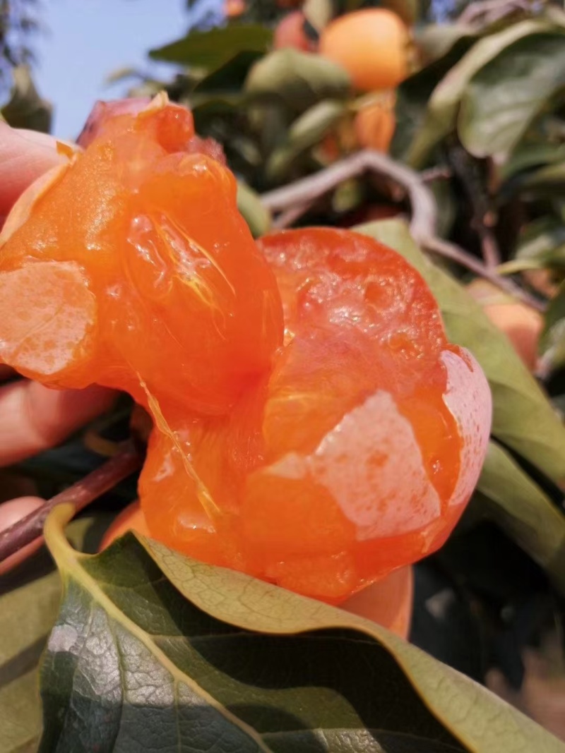 柿饼